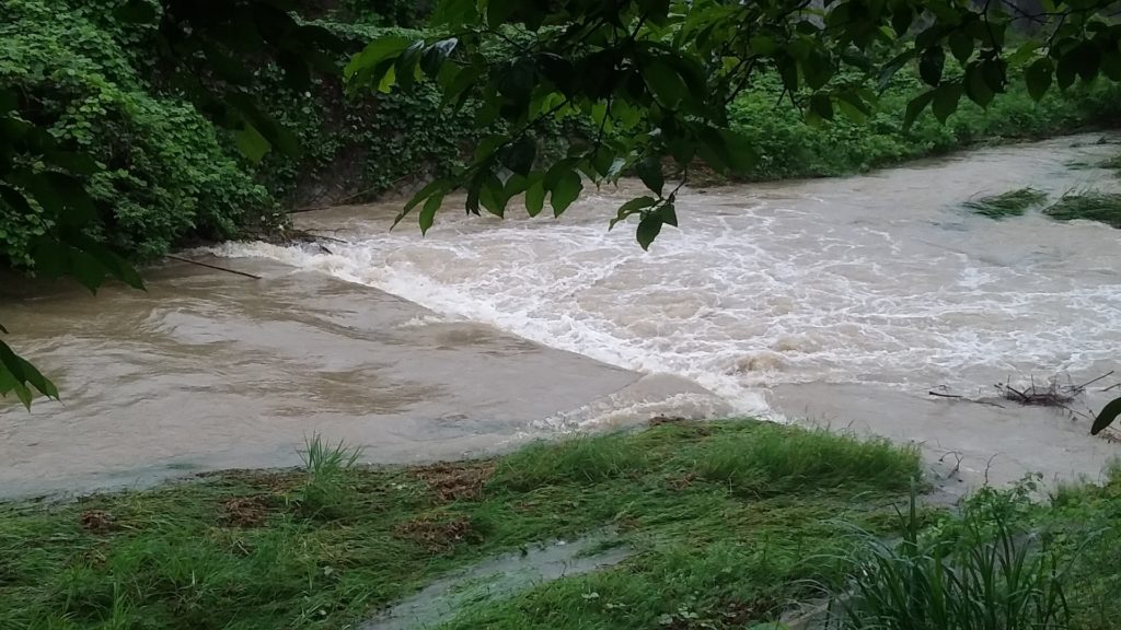 カエルの鳴く川辺
